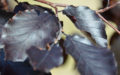 Fagus sylvatica purpurea blade