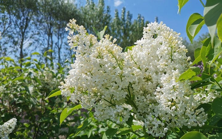 Hvid syren alba blomster