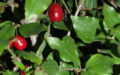 Kirsebærkornel bær